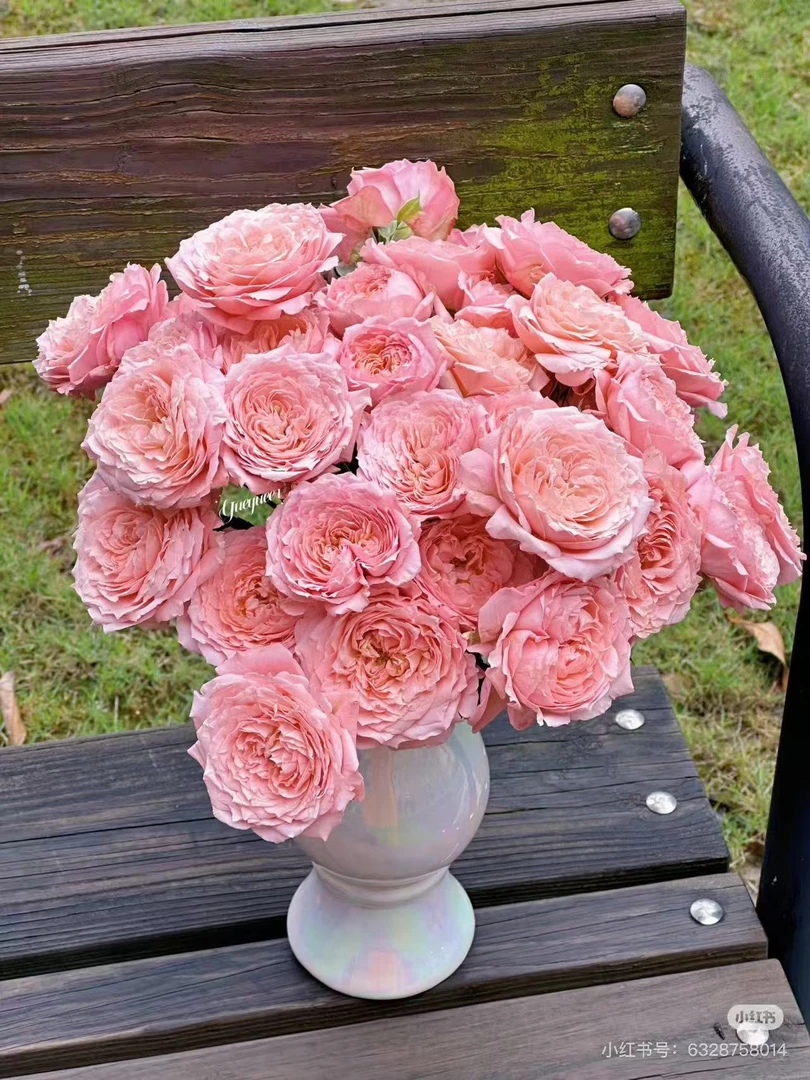 鲜花 多头 朱丽叶塔10枝（一单中通，两单发顺丰）