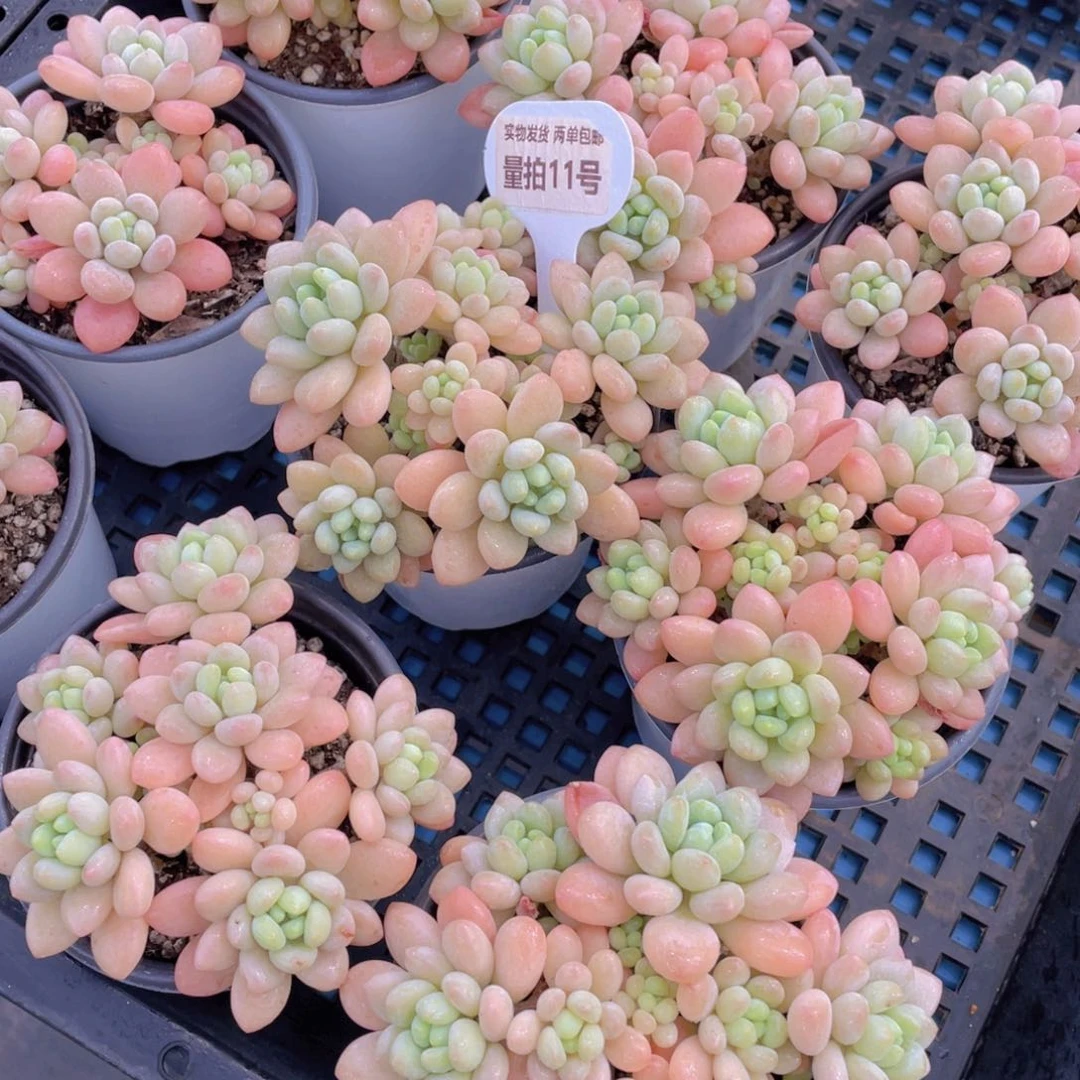 量拍11号鱼子酱多头老桩大群生一个