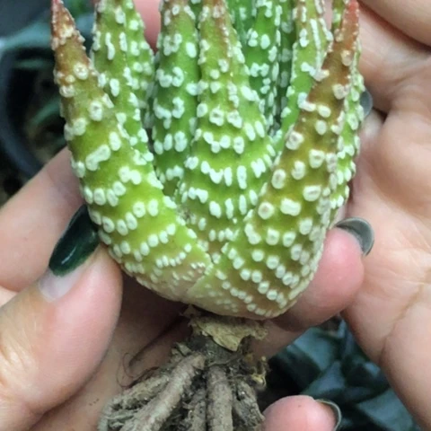 祥云实生硬叶哈哈哈哈哈