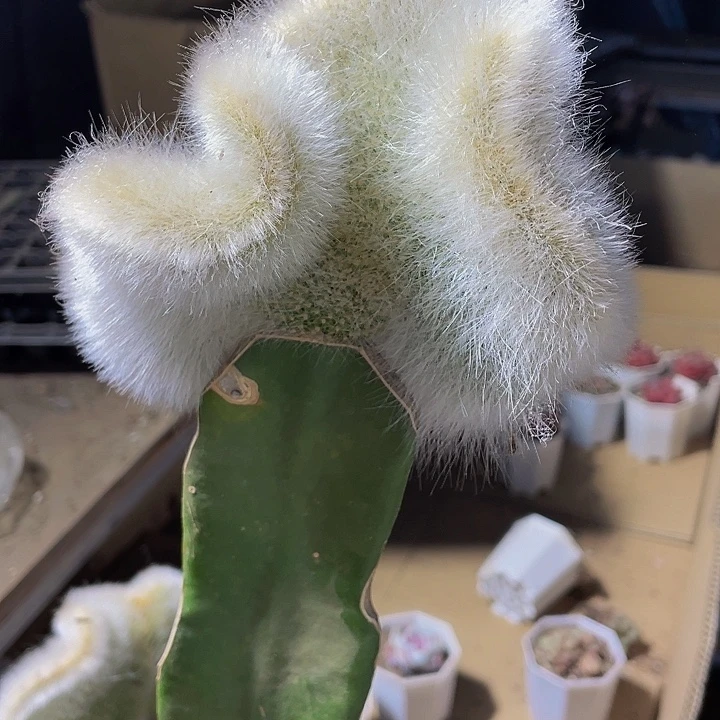 缀化九尾狐缀化带干