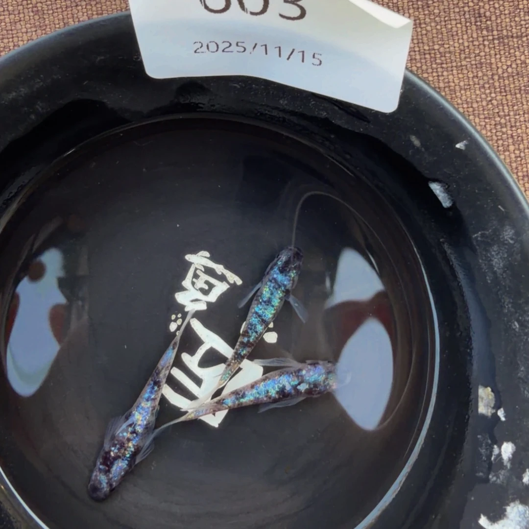 青鳉鱼603.H月华x和墨星光一对