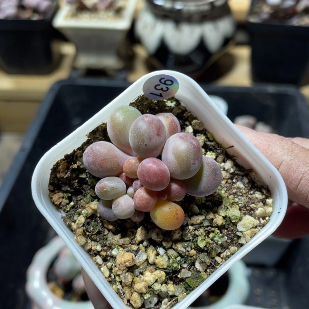 红色芒果美人多肉