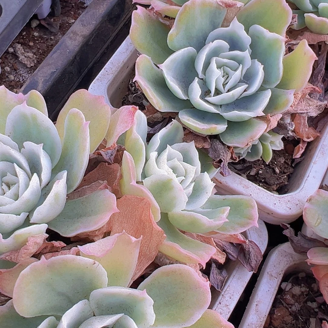 柠檬玫瑰锦大群带土不带盆