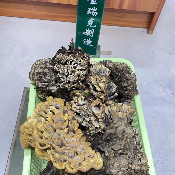 干巴菌超好吃中国大陆