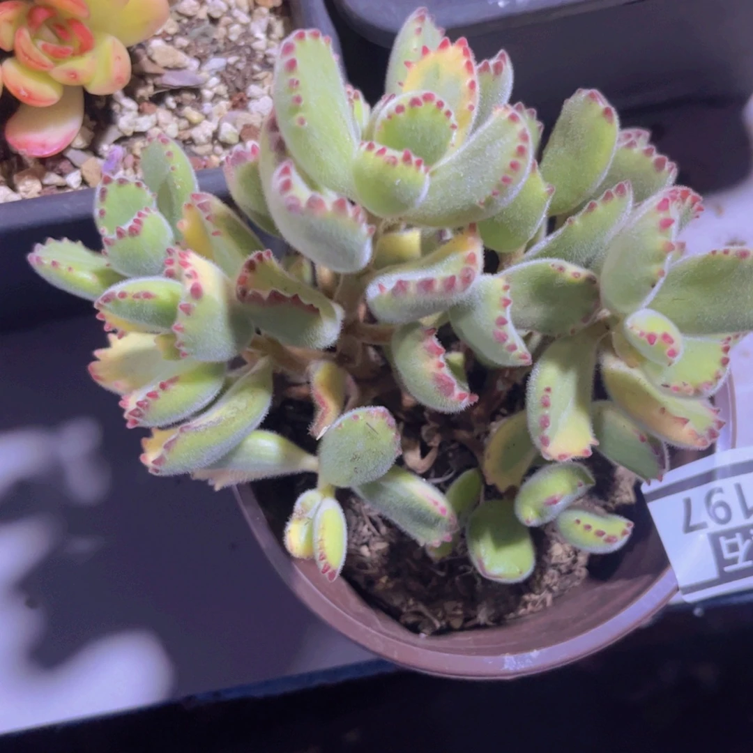 白熊29197多肉植物