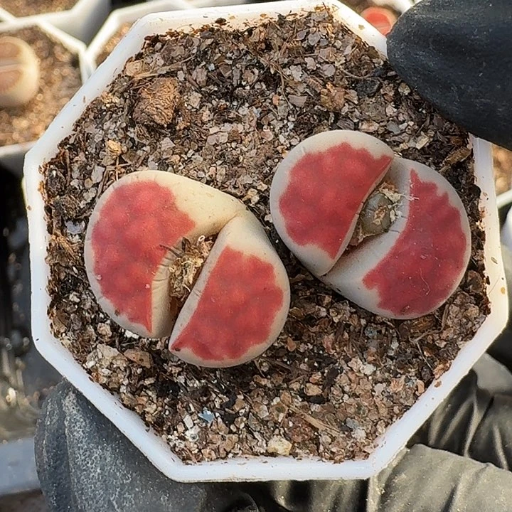 生石花1111。    291