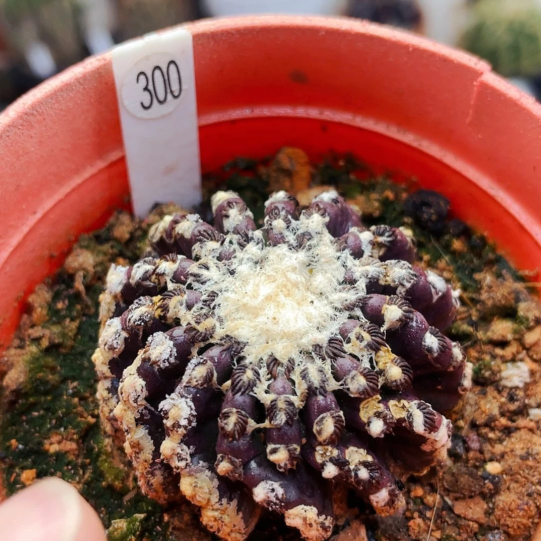 艳肌奇特球自根非偏远地区满25包邮仙人球