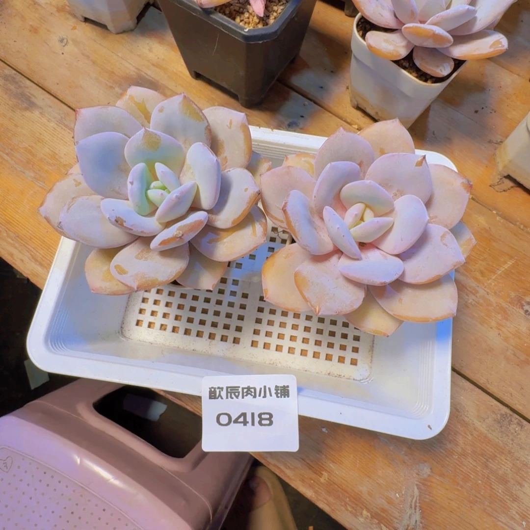 小****多肉植物奶茶单头两颗0418