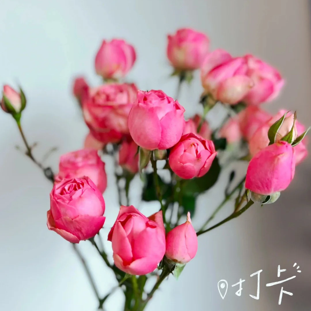 七叶花坊#多头玫瑰 【玛丽公主】鲜花优选 顺丰直发A级鲜切花修剪