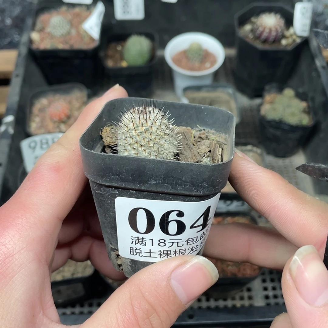 64直刺佩雷（满18包邮）