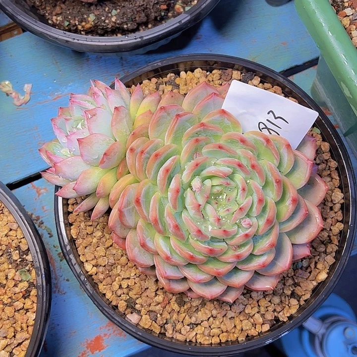 鞍*狼813///////////////