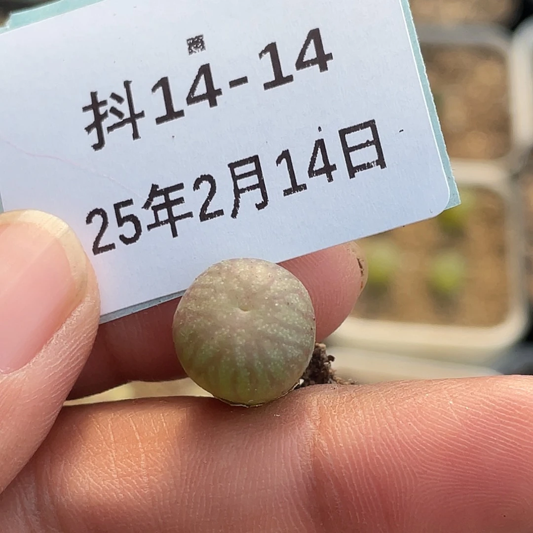 14-14送奶杂多肉植物