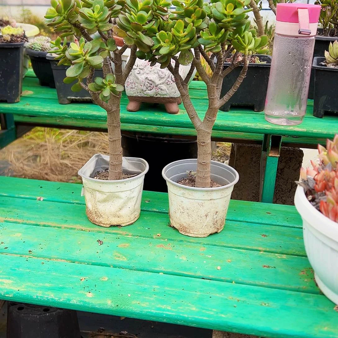 继红花月开播福利量拍