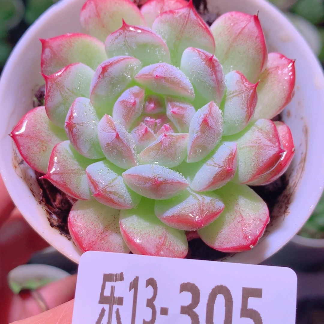 乐然13-305 白桃汽水