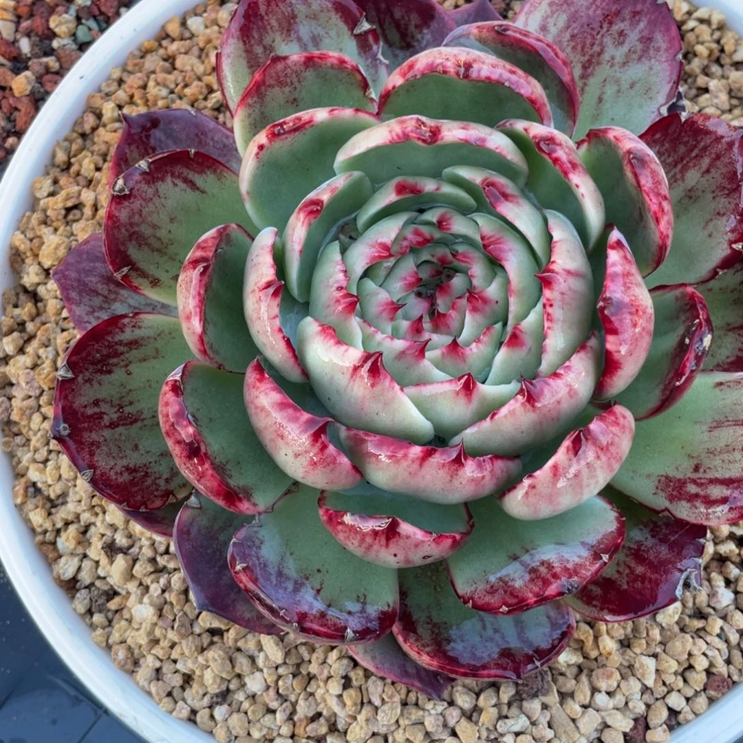 曾***节惊鸿仙子冠服18左右