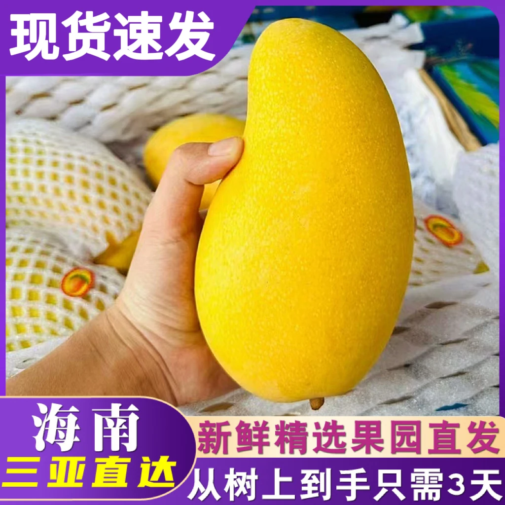 海南三亚金煌芒大芒果大果应当季新鲜热带水果青芒整箱包邮