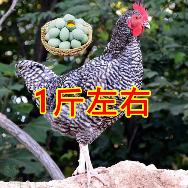 黑芦花鸡1斤左右 绿壳蛋鸡活体宠物鸡【顺丰包邮】
