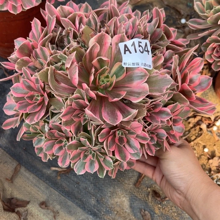 女妖多肉植物154.