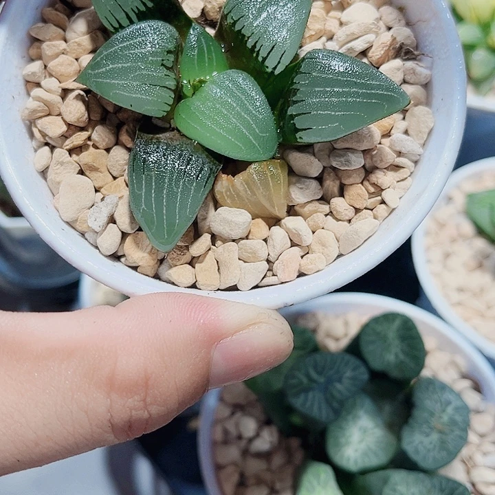 电路板新手好养的