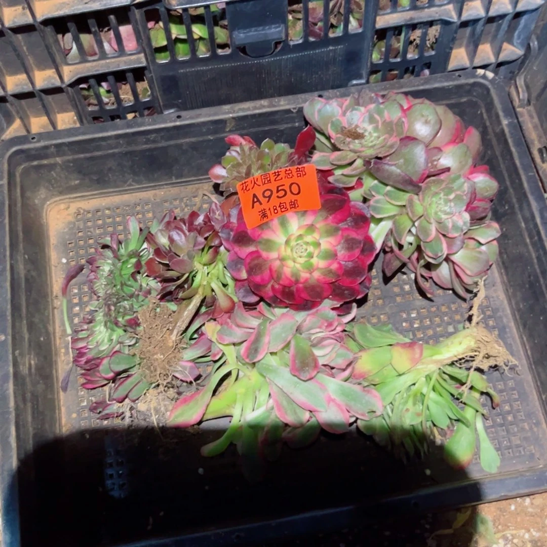 组合950多肉植物