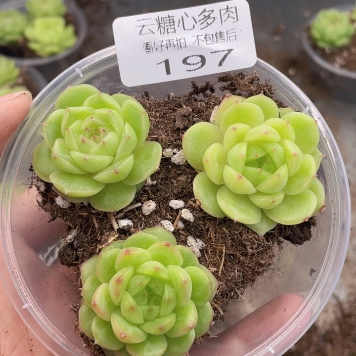 云糖心多肉植物197