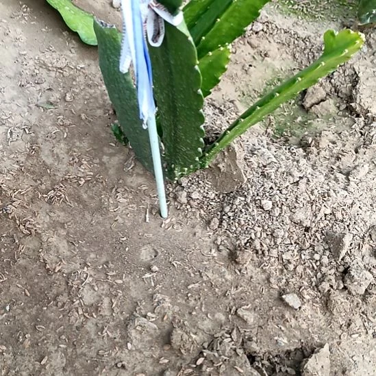 大***成完全开放令箭何花东北小粉