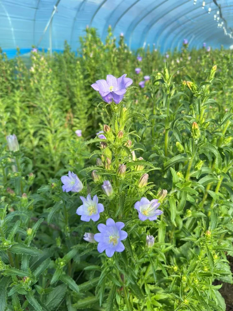 应季花花 云南基地直发