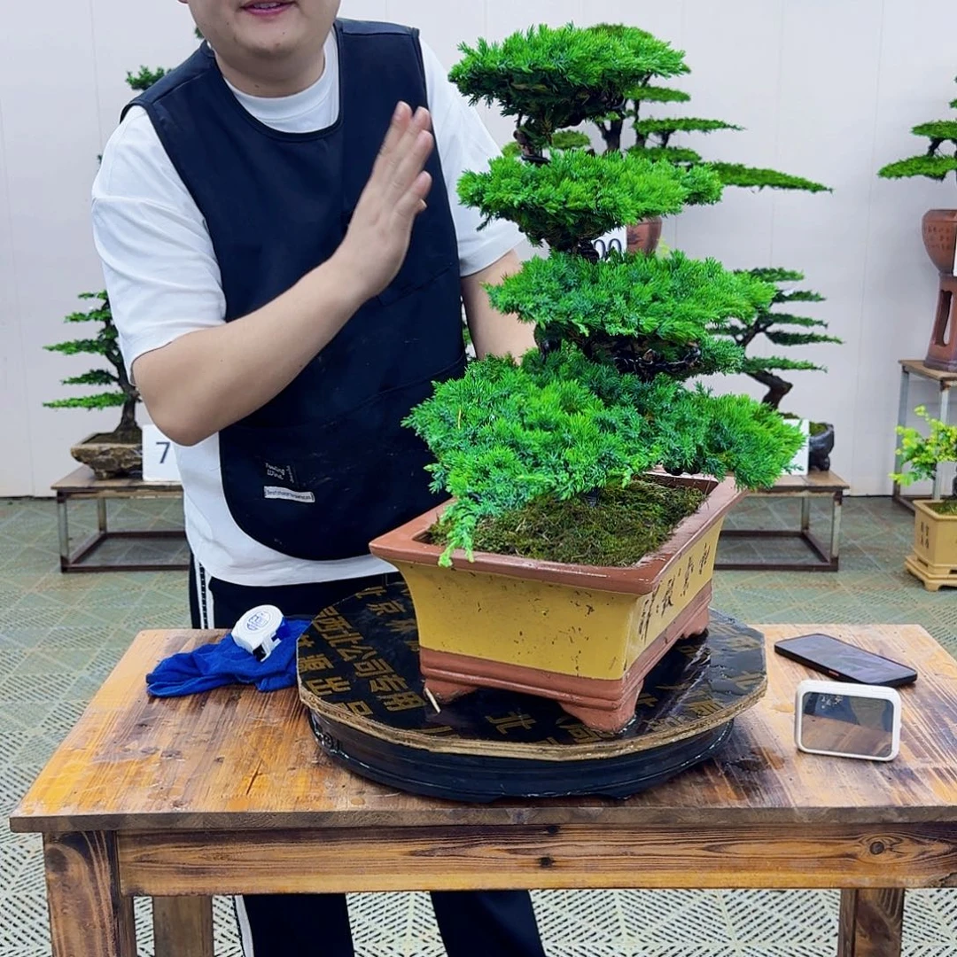 无花朵柏树造型盆景带盆