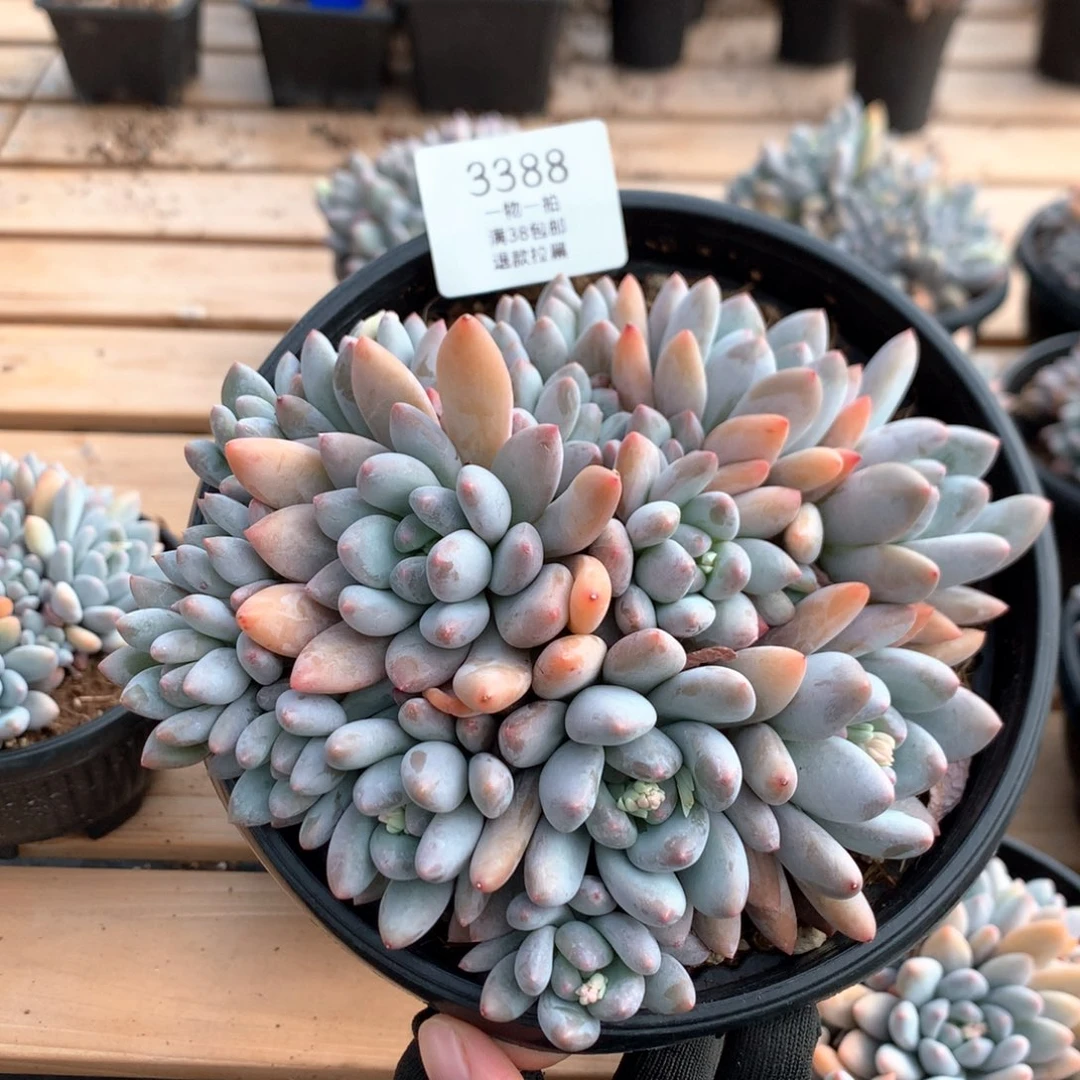 17厘米17头香水多肉3388