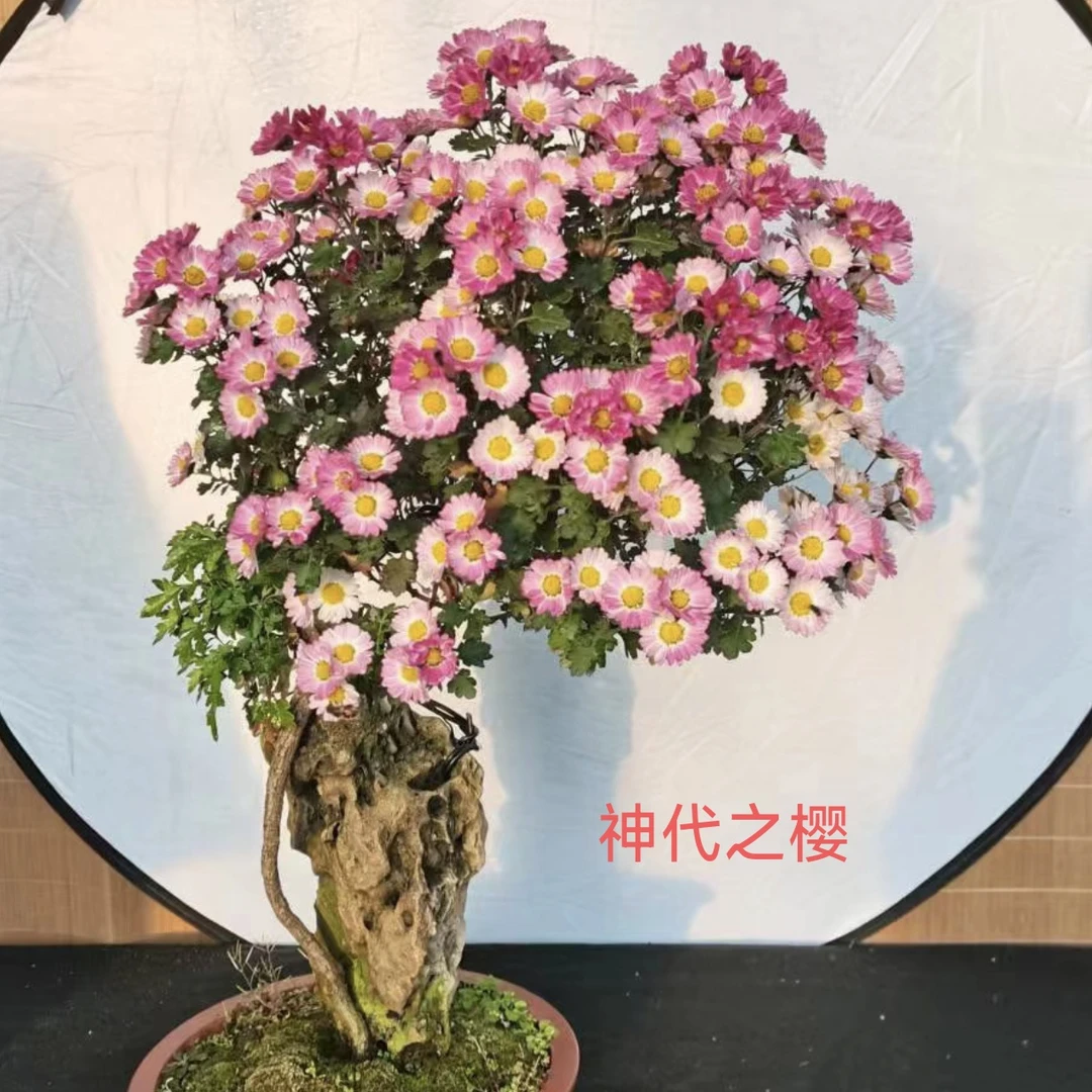 菊花老桩造型盆景好养活庭院阳台种植当年开花包成活