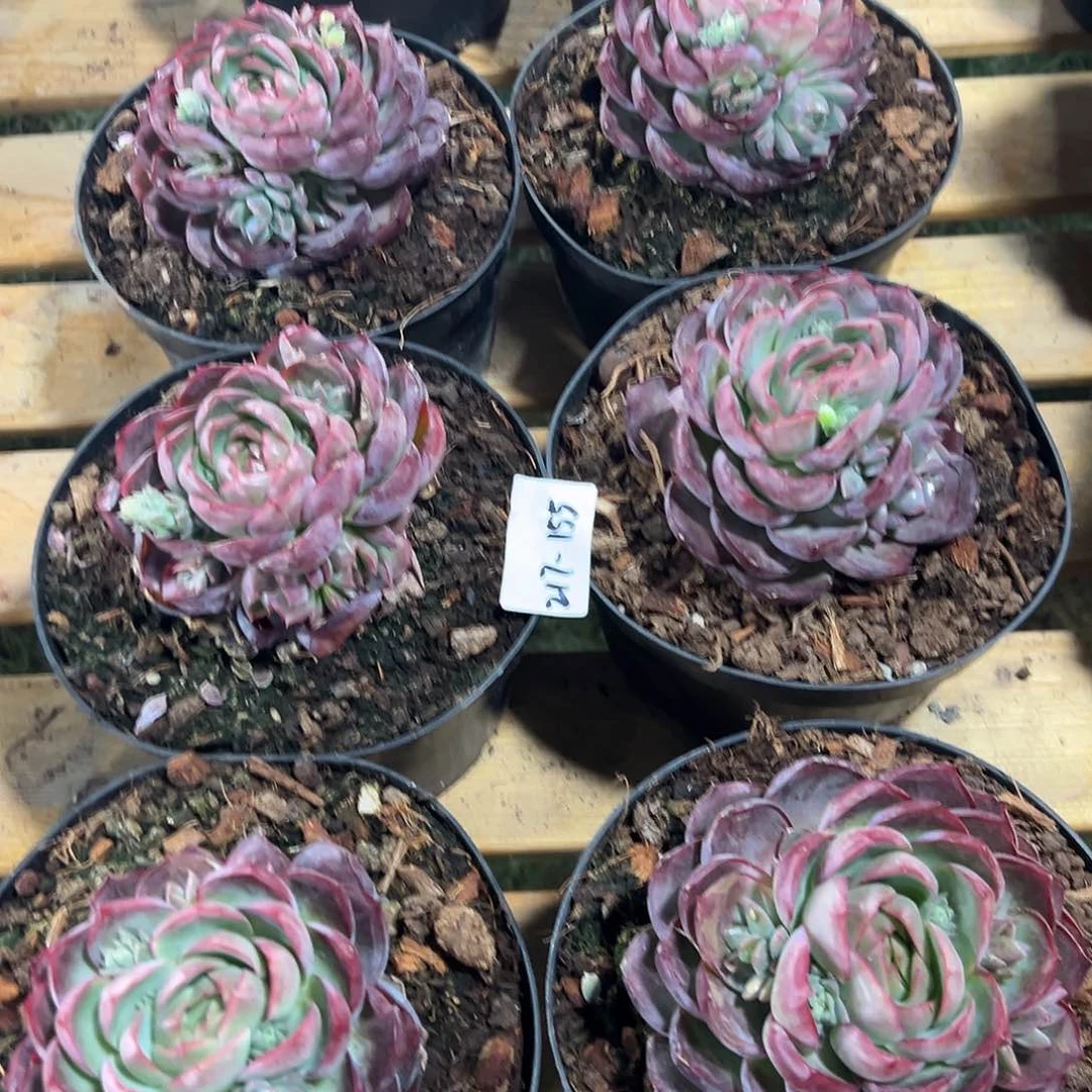 217-155惊鸿贝贝单头随机多肉