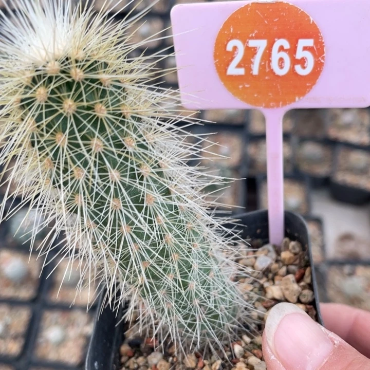 悠***团实生虾27650000000