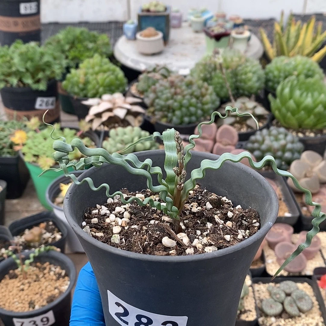 283 海带弹簧草 带盆土