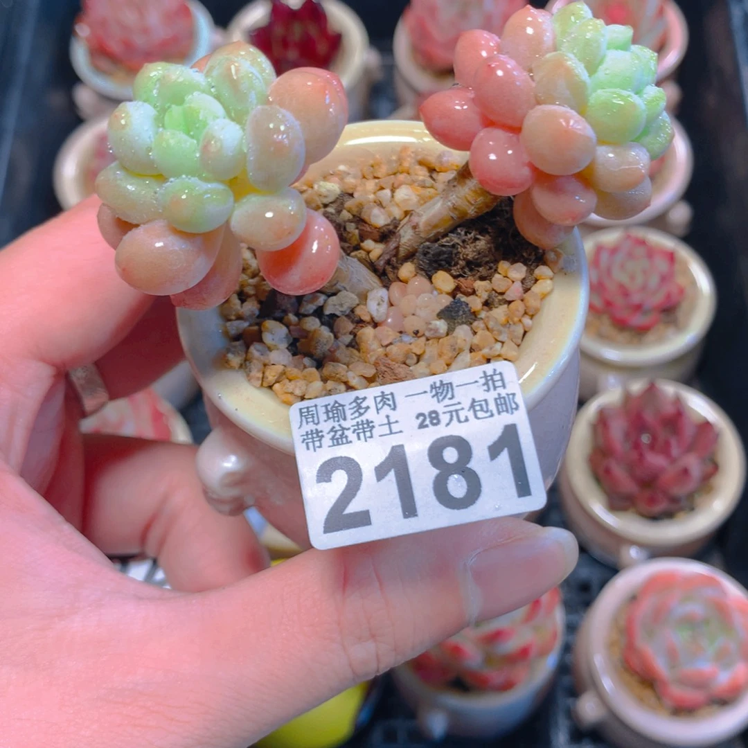5厘米盆精控多肉2181