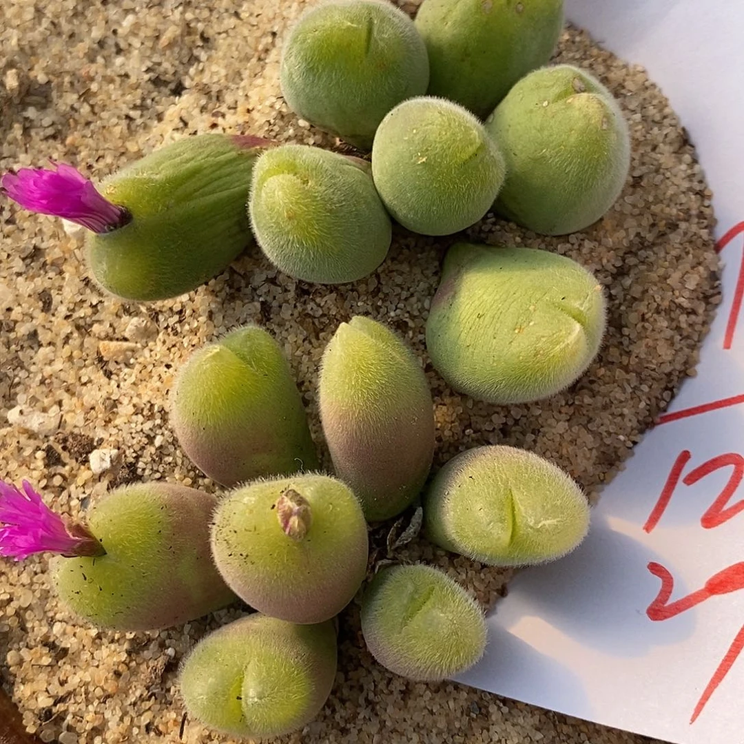 2784长毛毛翠滴2群。