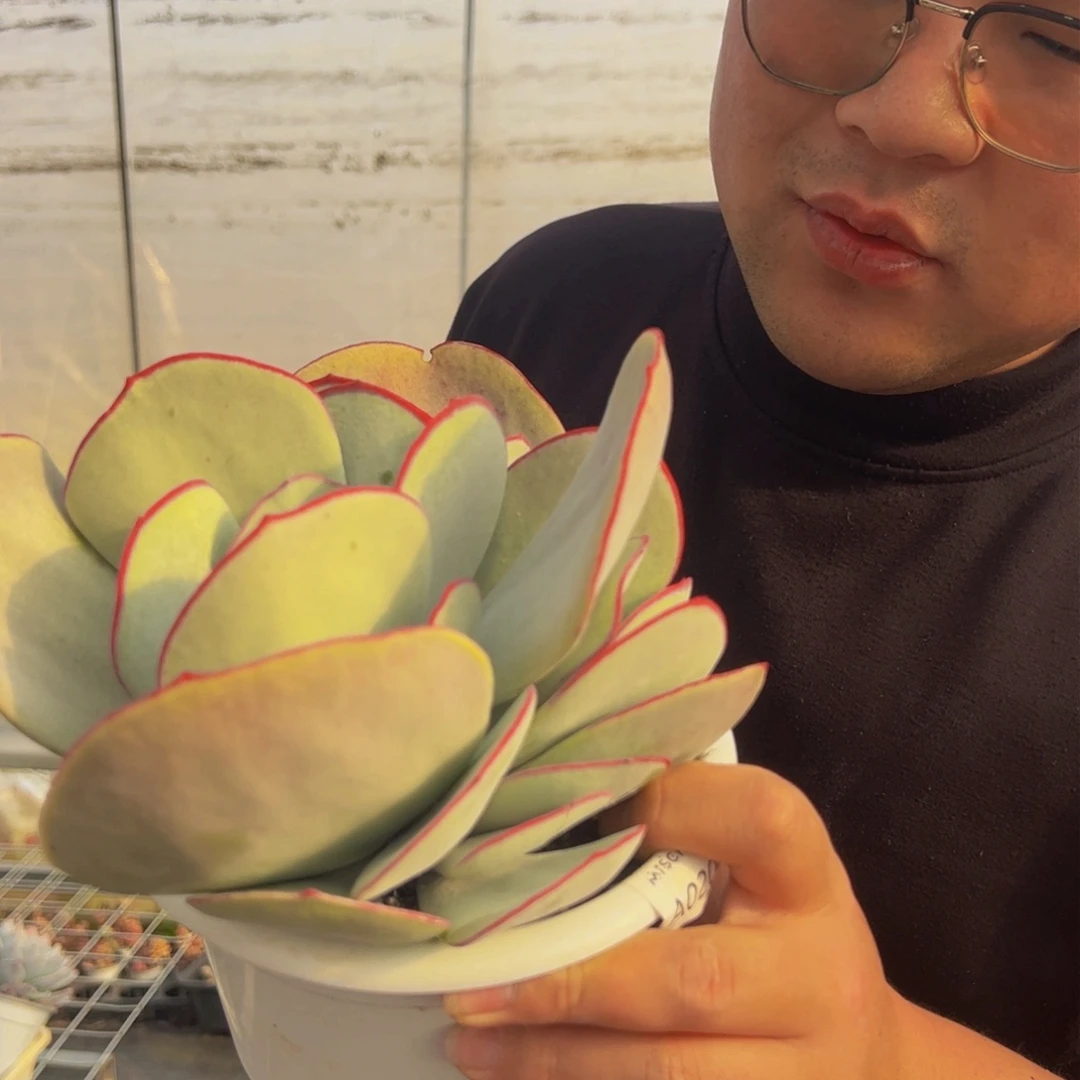 白梅大盆多肉植物