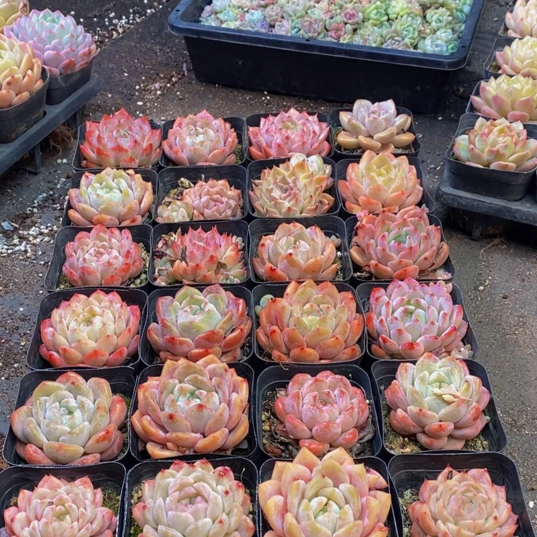 玉****亏393多肉植物保护研究所所长助理研究员