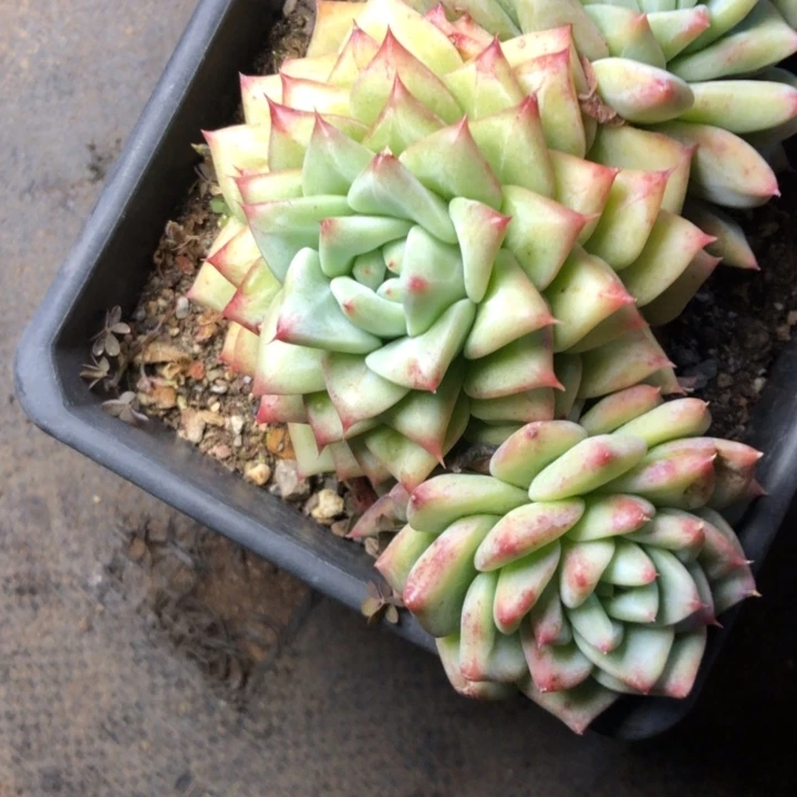 养****猪9////////////////