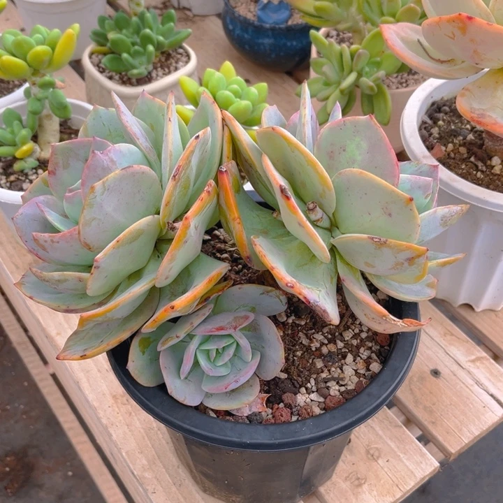 白凤多肉植物1 3 4