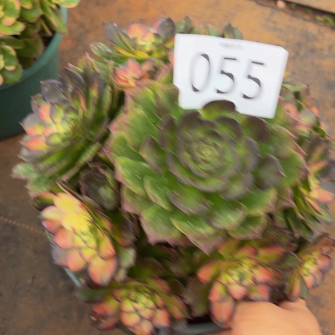 哈哈多肉葡萄福利055