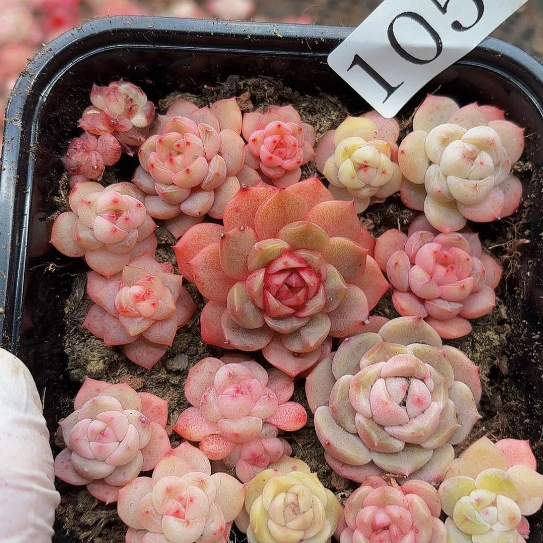 多肉植物多肉植物1050