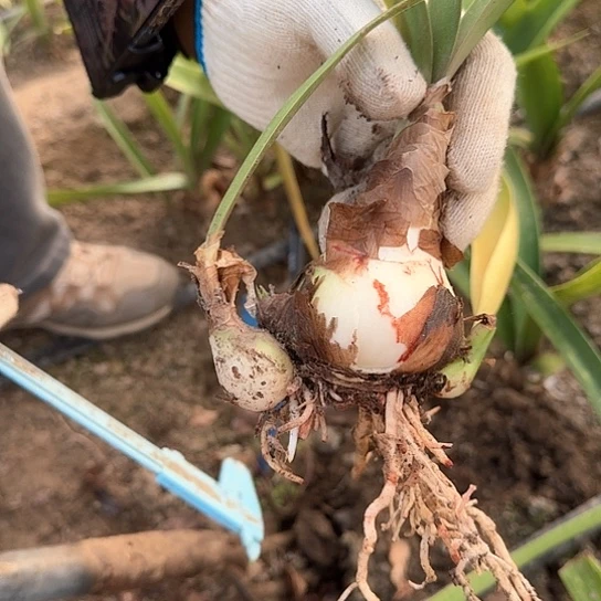 樱桃妮芙5.5厘米带两个侧 开花包对版