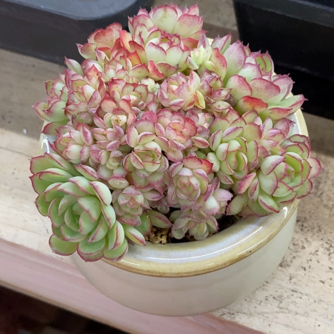 精品多肉一物一拍不包整61