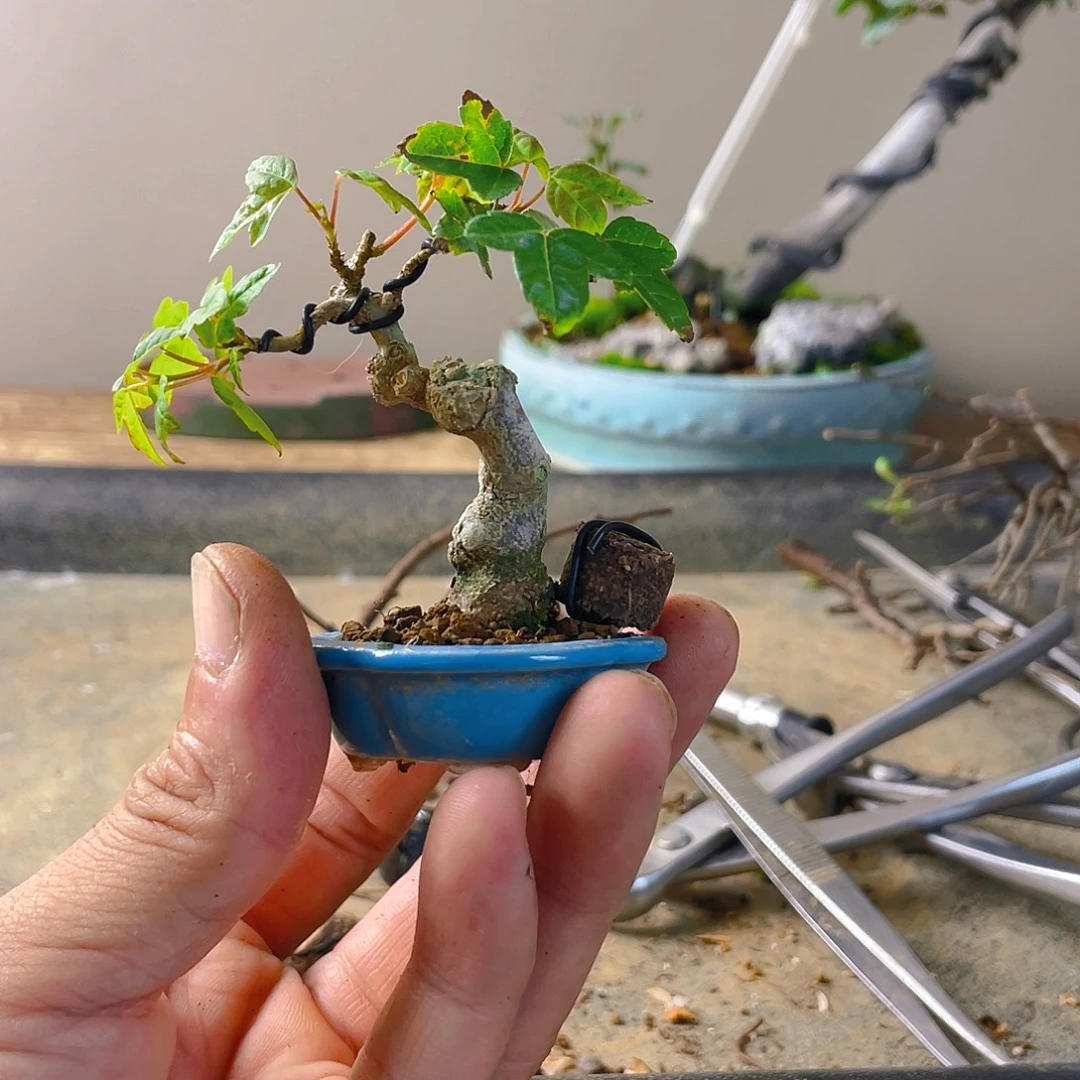 .***人无花朵枫树花开富贵吉祥