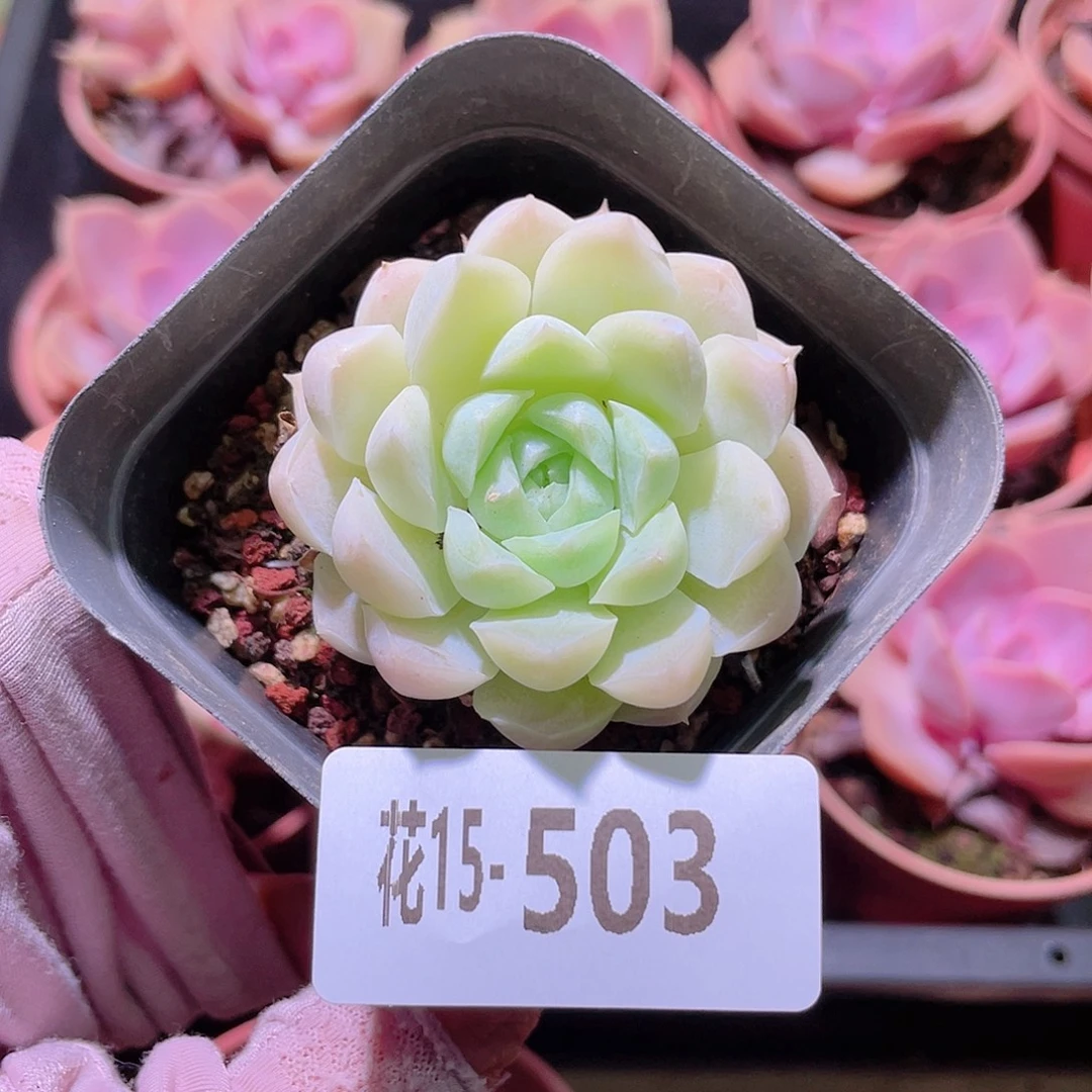 花利美15-503白月影