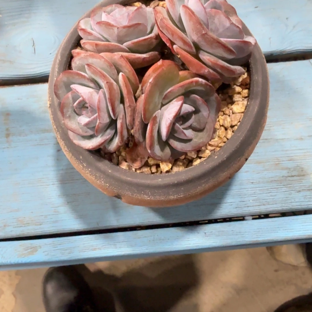 天****布鲁蓝多肉植物一颗