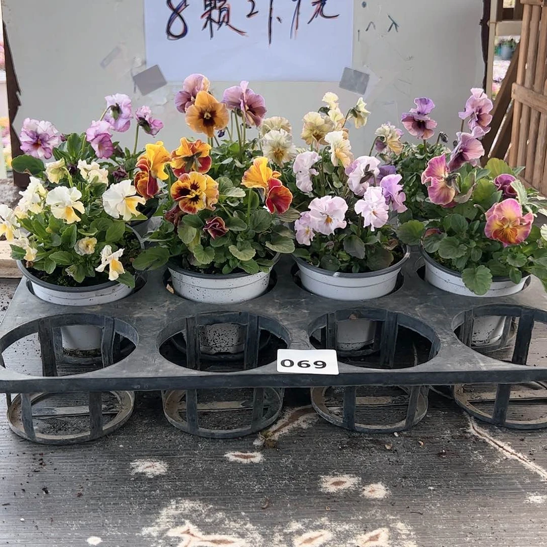 【闪购商品】069号