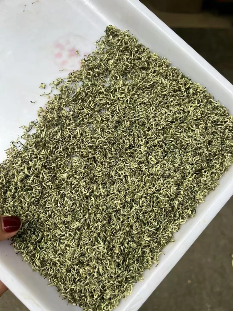 明前茶沫浓香型春茶全芽。