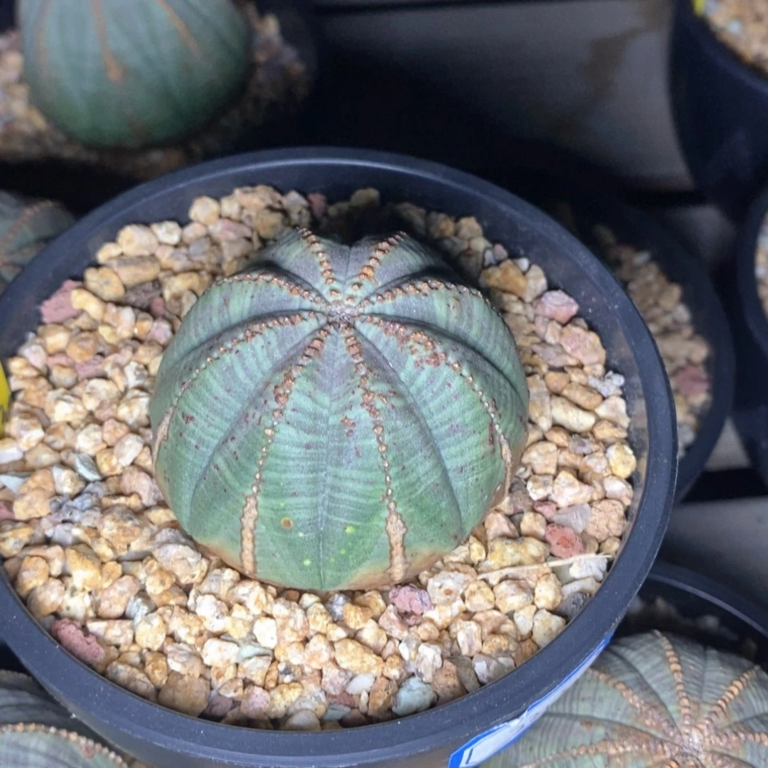 21 欧系实生布纹球多肉植物