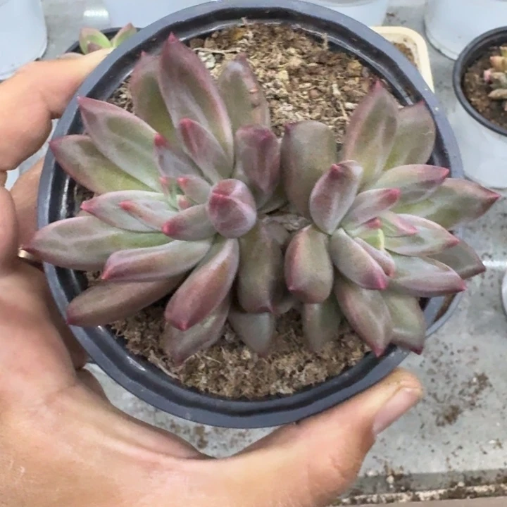 美人杂交 一物一拍